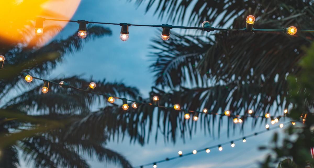 Cayman Island Palm Trees