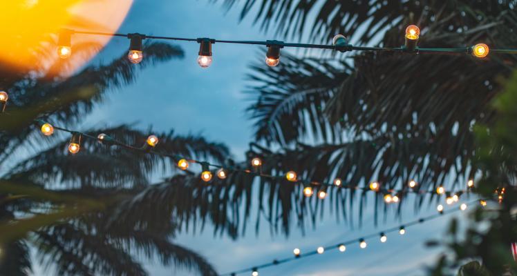 Cayman Island Palm Trees