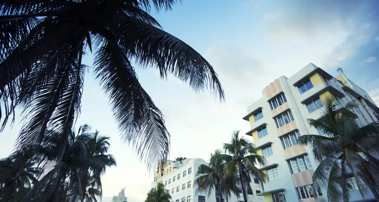 palm tree city image